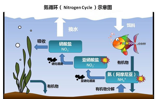 水产养殖降氨氮快速方法，中询生物：用对了，12小时可达安全值